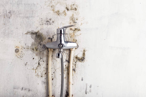 Best Mold Remediation Experts  in Norwalk, IA