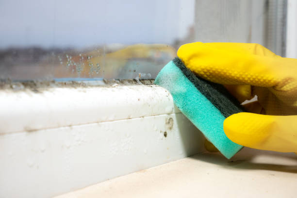 Best Commercial Mold Removal  in Norwalk, IA