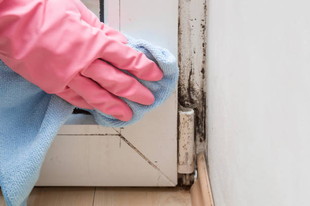 Best Affordable Mold Removal  in Norwalk, IA