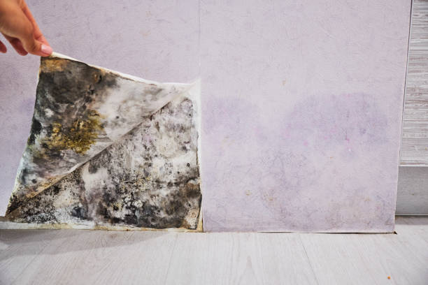Best Office Mold Removal Services  in Norwalk, IA